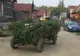 Bărbat din Sibiu amendat cu 2.000 de lei pentru că transporta, ilegal, 150 de kilograme de cetină