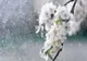 Temperaturi mai scăzute decât normalele perioadei, în următoarele 4 săptămâni. Revin și precipitațiile! - Estimările ANM pentru perioada 27.03-24.04.2023