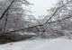 Muzeul ASTRA a fost închis după ce trei copaci au căzut pe alei