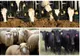 ROMÂNIA ACTIVEAZĂ STAREA DE ALERTĂ VETERINARĂ. MĂSURI DURE PENTRU A BLOCA FEBRA AFTOASĂ