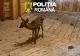 Pui de căprioară, descoperit la o stână. Era deținut ilegal