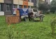 O ursoaică și-a făcut apariția pe un bulevard din Sibiu