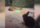 Verdict după incidentul de la Zoo Sibiu. Ce a stabilit Garda de Mediu despre hrănirea pitonului cu un iepure viu