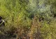 Vâlcea: Incendiu de pădure în apropiere de Valea Oltului, intervenție îngreunată de terenul accidentat