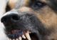 Stăpânul câinelui care a muşcat un bărbat sâmbătă riscă până la trei ani de închisoare