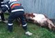Pompierii au intervenit pentru salvarea unei vaci căzute în șanț, în Agnita