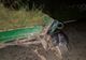 Accident rutier provocat de un căruțaș băut, în care a fost rănită o gravidă!