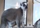 O femelă lemurian a născut gemeni, la Zoo Sibiu (VIDEO)